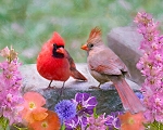 Cardinal Couple AL69134C1 36 Inch Digital Panel David Textiles