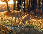 Autumn Innocence AL41242C1 36 Inch Digital Panel David Textiles