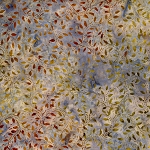 Farm Sweet Home Batik B2013 Legacy Filigree Timeless Treasures