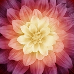 Dream Big Floral Digital Panel P4389 286 Sugarplum Hoffman