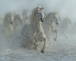 Wild Horses PD15532 Running Digital Panel 36 x 43 Inch Riley Blake