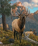 Majestic in Nature Elk PD15980 36 Inch Digital Panel Riley Blake