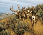 Majestic in Nature Mulies PD15981 36 Inch Digital Panel Riley Blake