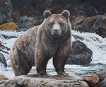 Majestic in Nature Bear PD15984 36 Inch Digital Panel Riley Blake