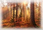 Sun Up to Sun Down Forest U5136 66 36 Inch Digital Panel Hoffman