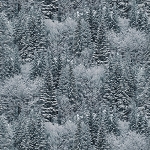 Off the Grid Digital W5379 147 Storm Tree Forest Hoffman