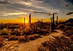 Call of the Wild W5423 193 Desert Sunset Digital Panel Hoffman