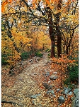 On the Path to Fall Y5789 66 Autumn Woods Trail Panel Hoffman