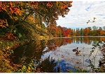 On the Path to  Fall Y5790 311 Lake Fall Panel  Hoffman