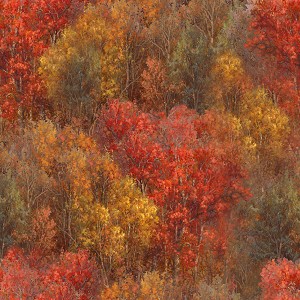 Whitetail Country 22201 Forest Texture 3 Wishes 