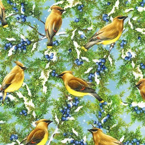 Winter Visitors 20032 439 Birds Cedarwax Robert Kaufman 