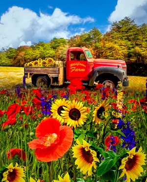 Wildflower Farm AL44750C1 Digital Print David Textiles 