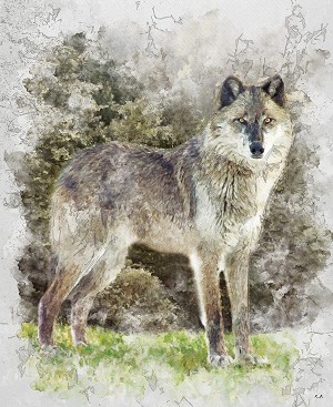 Natures Window DP11868 Wolf 36 Inch Digital Panel Riley Blake 