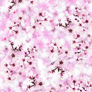 Blossom Flower R4631 448 Light Digital Print, Hoffman 