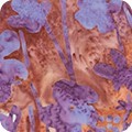 Sunrise Vista 19663 234 Wisteria Artisan Batiks Robert Kaufman 