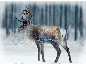 Call of the Wild T4862 597 Reindeer Hoffman 