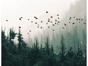 Winters Wings T4865 44 Digital Panel Forest Hoffman 