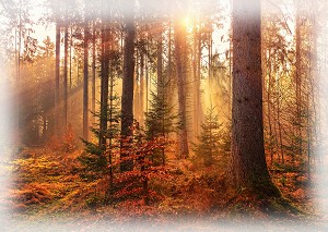 Sun Up to Sun Down Forest U5136 66 36 Inch Digital Panel Hoffman 