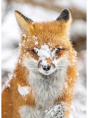 Call of the Wild Fox W5374 293 Digital Panel Hoffman 