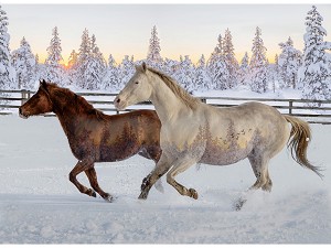 Call of the Wild Mustangs W5377 151 Digital Panel Hoffman 
