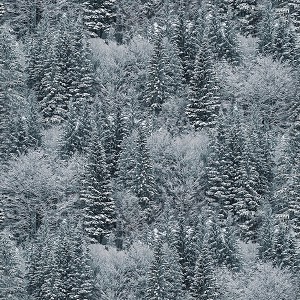Off the Grid Digital W5379 147 Storm Tree Forest Hoffman 