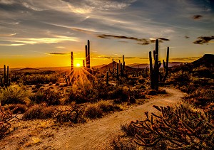 Call of the Wild W5423 193 Desert Sunset Digital Panel Hoffman 