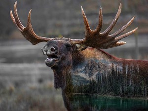 Call of the Wild W5510 704 Moose Digital Panel Hoffman 