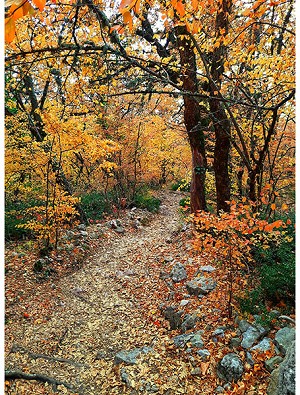 On the Path to Fall Y5789 66 Autumn Woods Trail Panel Hoffman 
